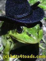 /home//u458753944/public_html/sourcegallery///Frogs/More bullfrogs/P8170151.JPG